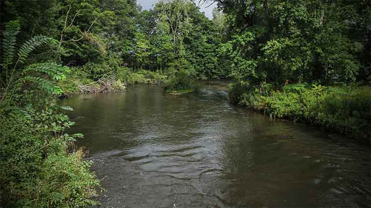 Dowagiac River  fly fishing