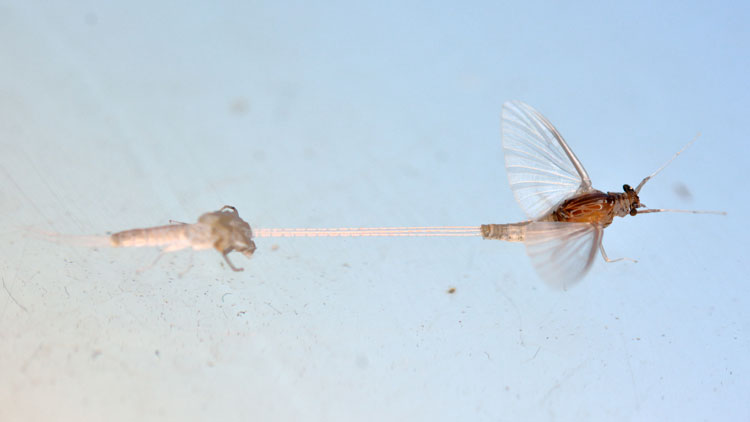 Nymphs for Stocked Trout - The View From Harrys Window - A Fly