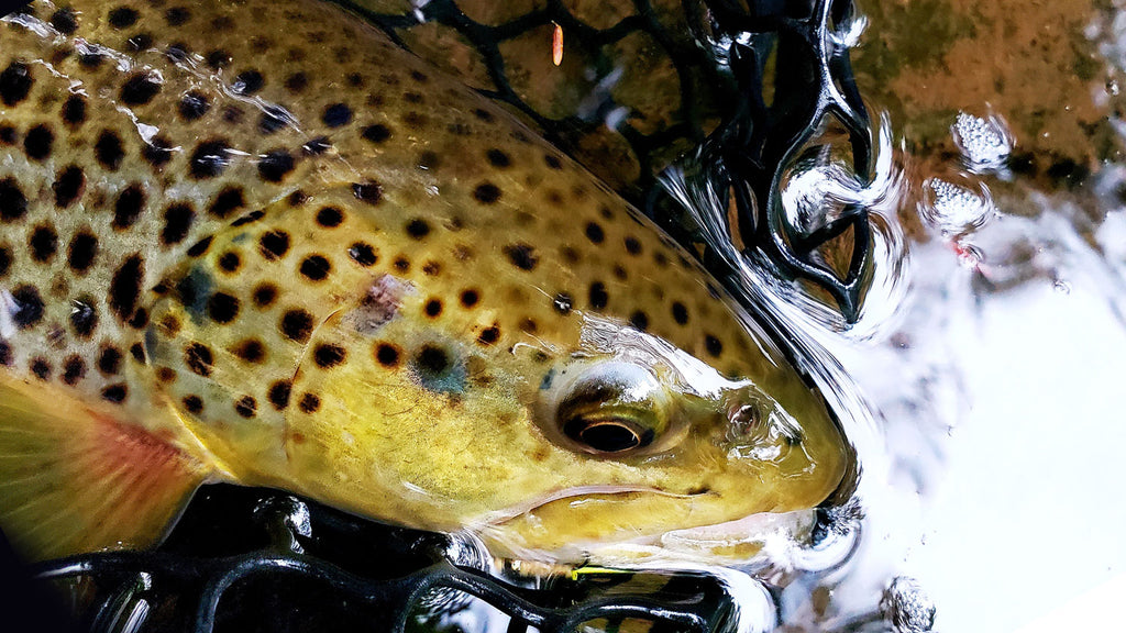 Stocked Brown Trout