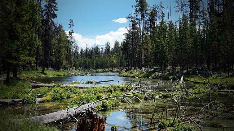 Fall River Oregon Fly Fishing