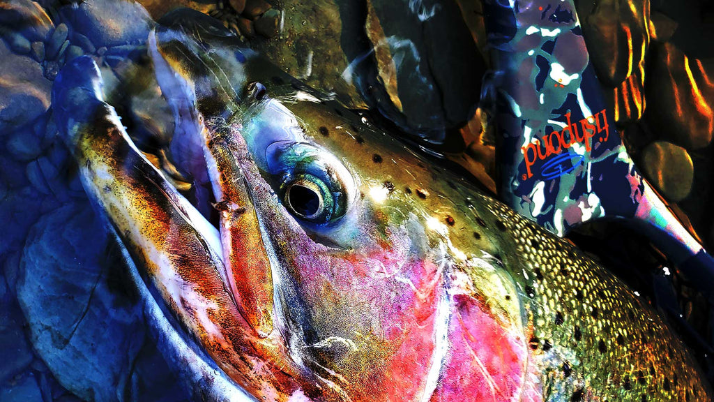 Large Male Steelhead Fly Fishing at night