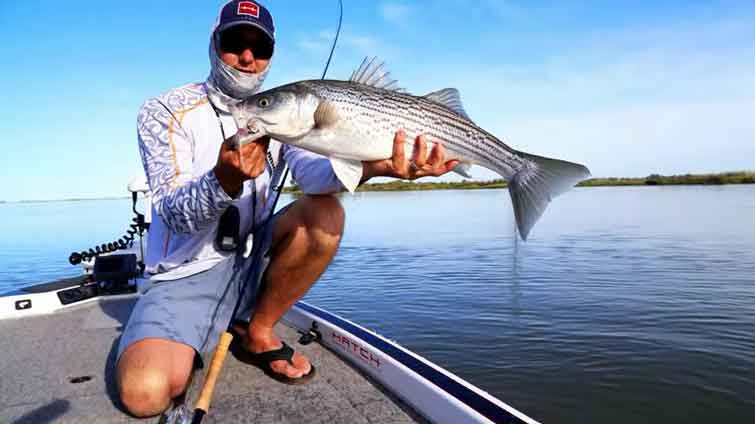 Striped Bass Caught on Fly Rod