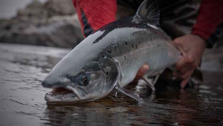 Large Salmon caught fly fishing