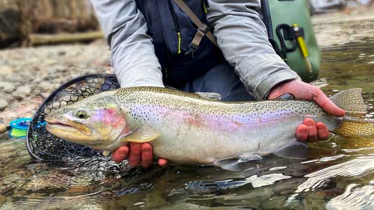 Man Catching Large Rainbow Trout Fly Fishing