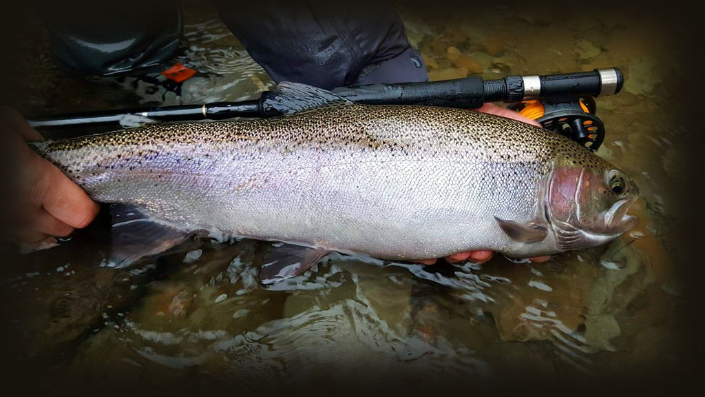 Large Stealhead Trout