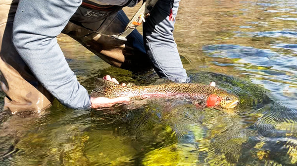 Fly Fishing with a Bobber or Indicator: A Beginner's Guide