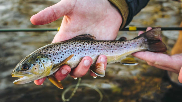 20 Tips on How to Fly Fish Alpine Lakes