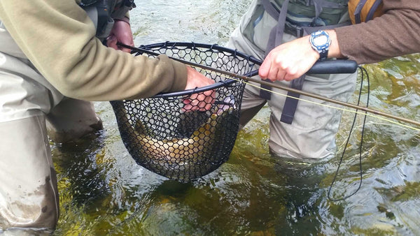 Forceps being used to take fly out of large trouts mouth