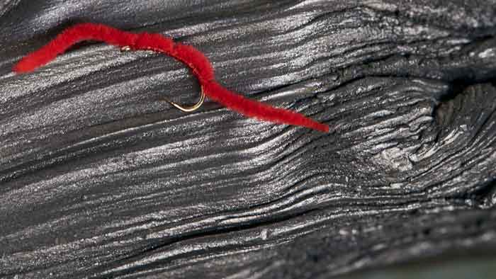 San Juan worm in Red