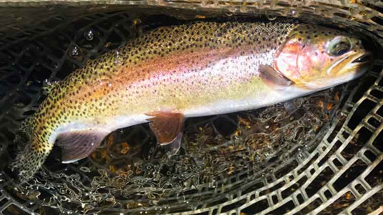 Rainbow Trout