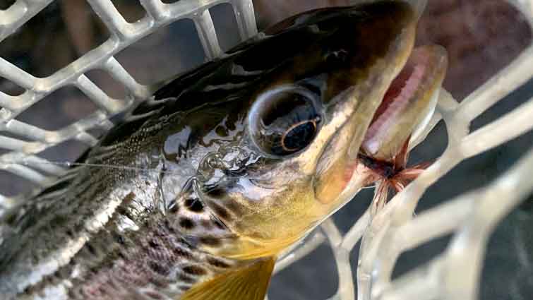 Tippet in Fly on Fishes Mouth