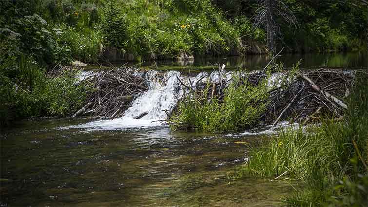 Huntington Creek Utah Fly Fishing