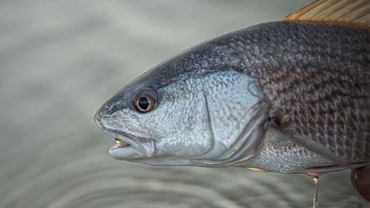 South Carolina Red Fish