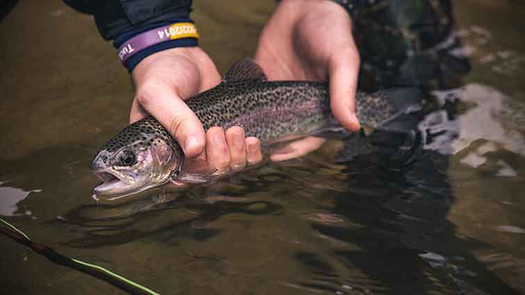 Joy Springs Iowa Fly Fishing