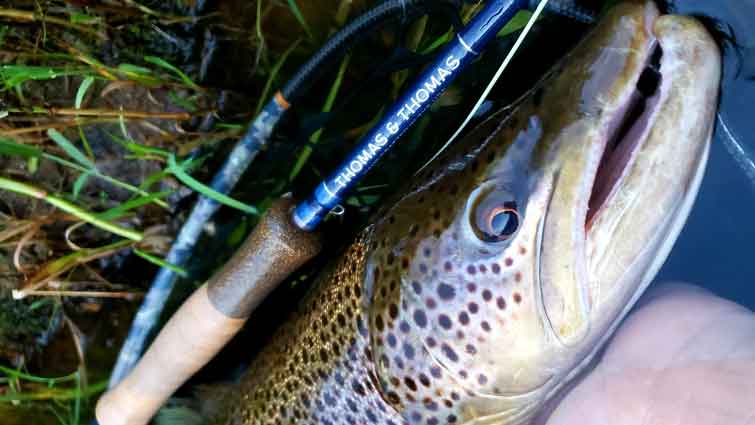 Large brown trout caught on 5x Tippet