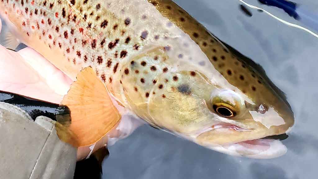 Brown Trout drinking water after nice catch