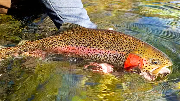 Large Trout Caught On Dropper Rig Setup