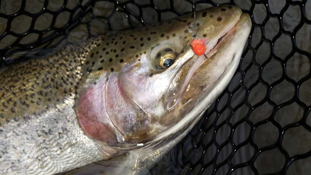 Large Trout - Caught on Egg Pattern in April