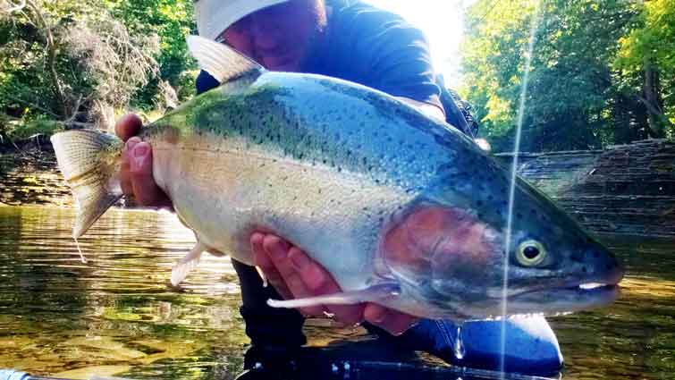 Large Trout in hands of Guide Tom Dosoff