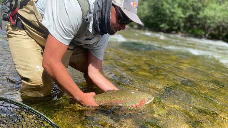 Man releasing large rainbow trout