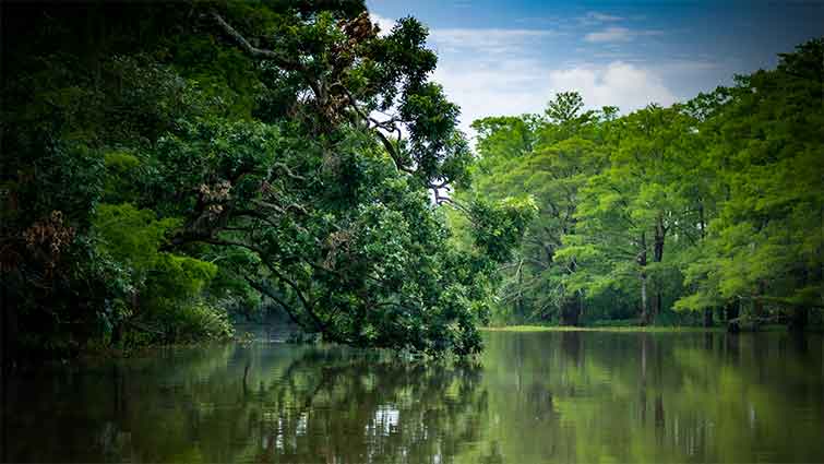 Little Lake Louisiana Fly Fishing