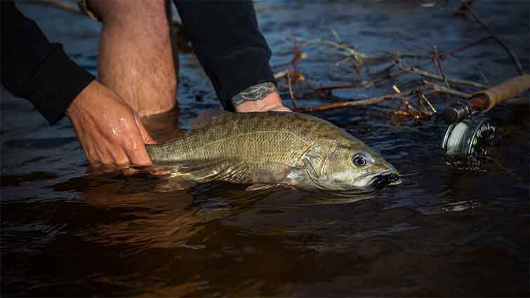 Where to find bass fly fishing