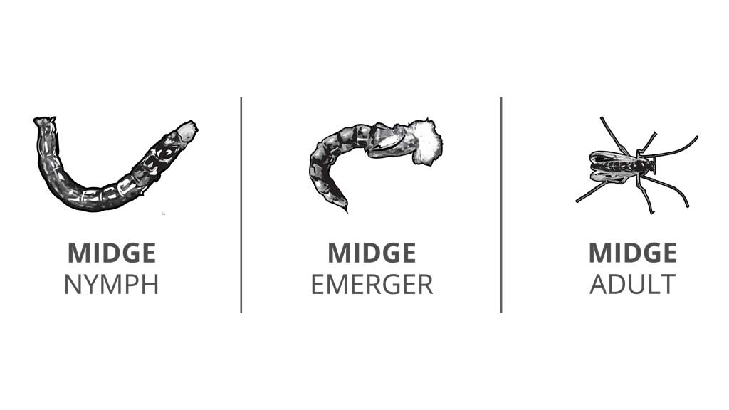 Midge Lifecycle