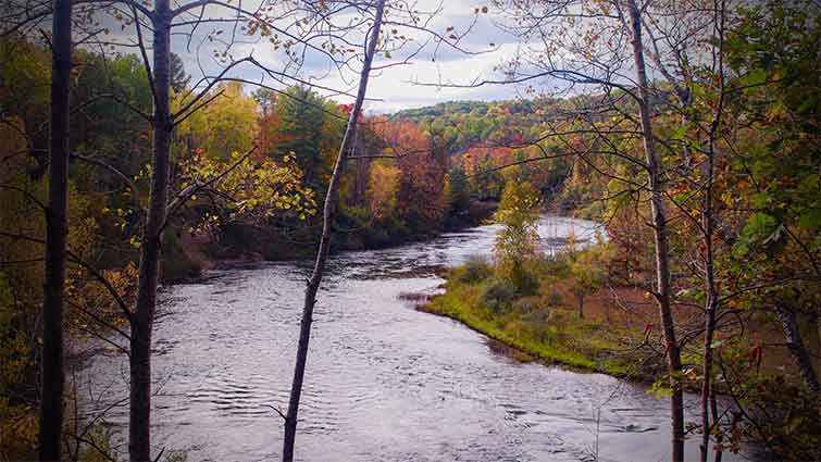 Manistee River System fly fishing