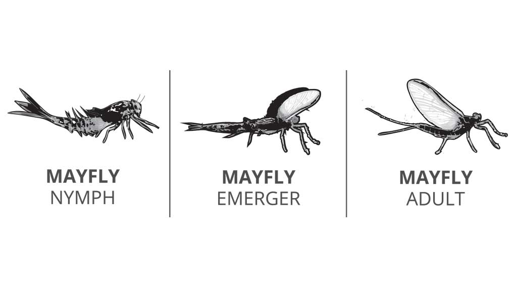 Mayfly Lifecycle