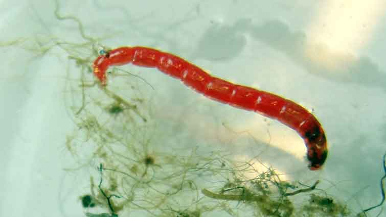 Midge Larva