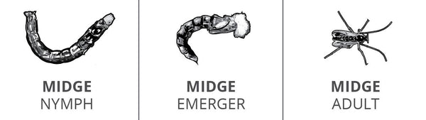 Midge Lifecycle