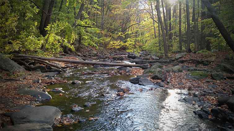 Mill Creek Delaware Fly Fishing