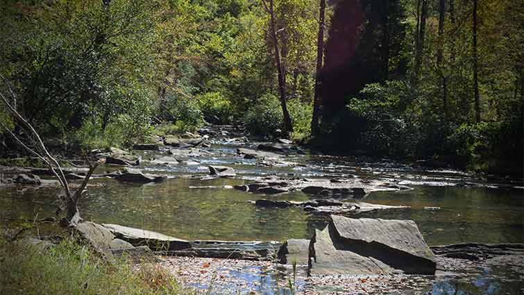 Mud Creek in Tannehill State Park Alabama Fly Fishing