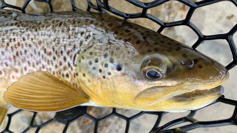 Native Brown Trout in Fly Fishing Net