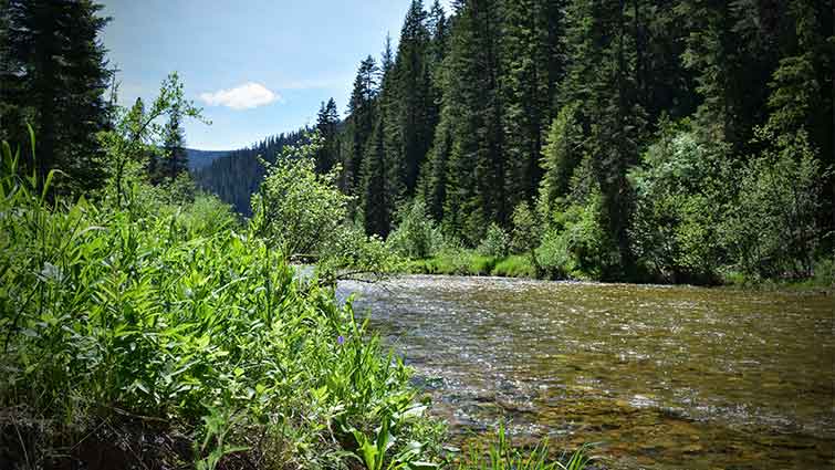 North Fork CDA River Idaho Fly Fishing