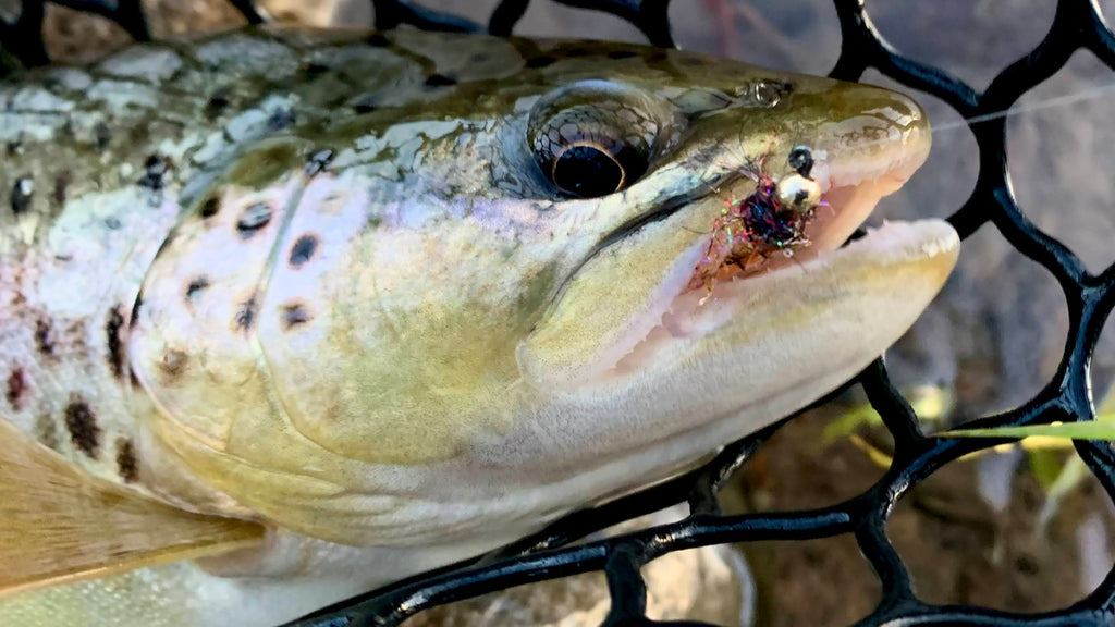 Trout caught in North Dakota