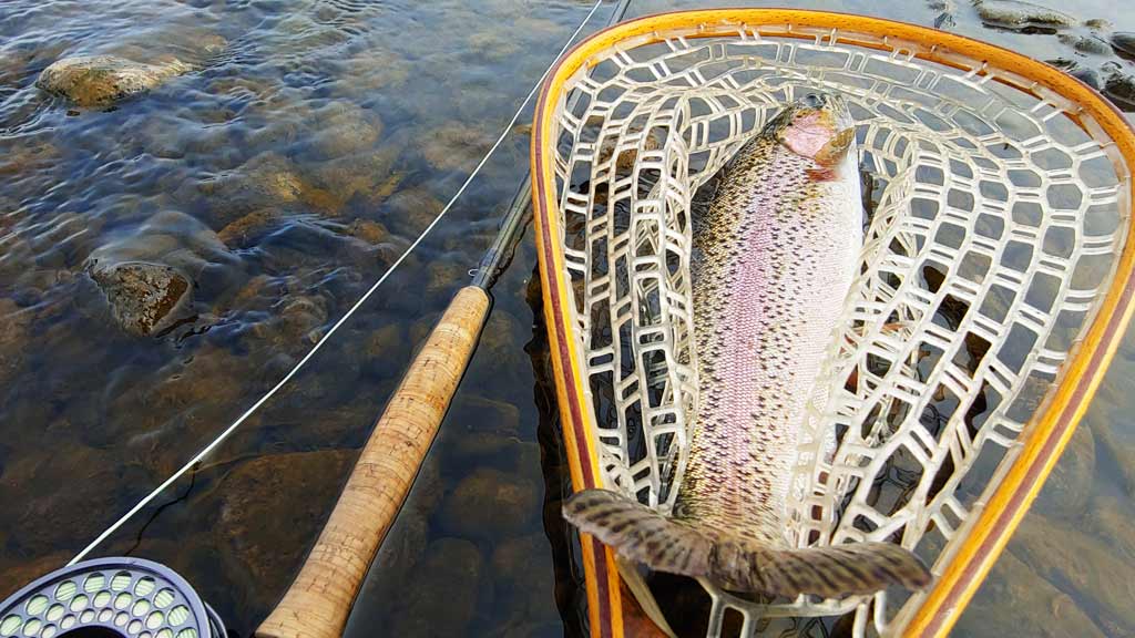 Large Trout in Net