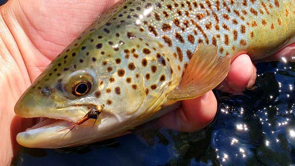 25 Tips on How to Fly Fish for Trout
