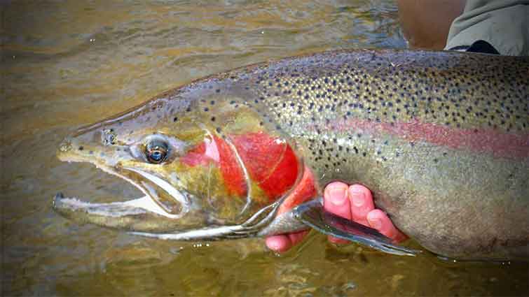 Pere Marquette River fly fishing