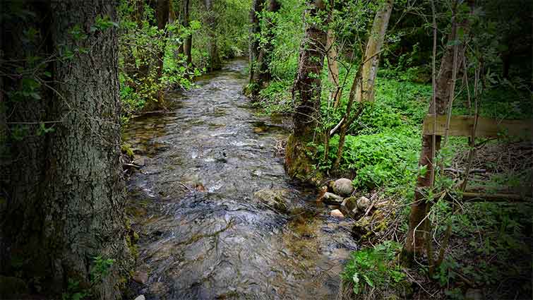 Persimmon Run Creek Delaware Fly Fishing