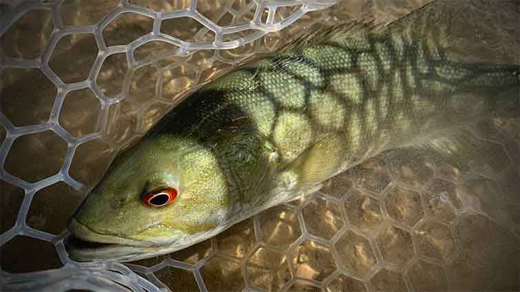 Small mouth bass caught on fly fishing flies