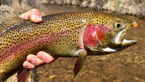 Rainbow Trout Caught on Egg Pattern