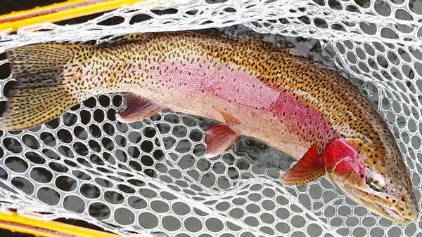 Rainbow Trout Drifthook Fly Fishing