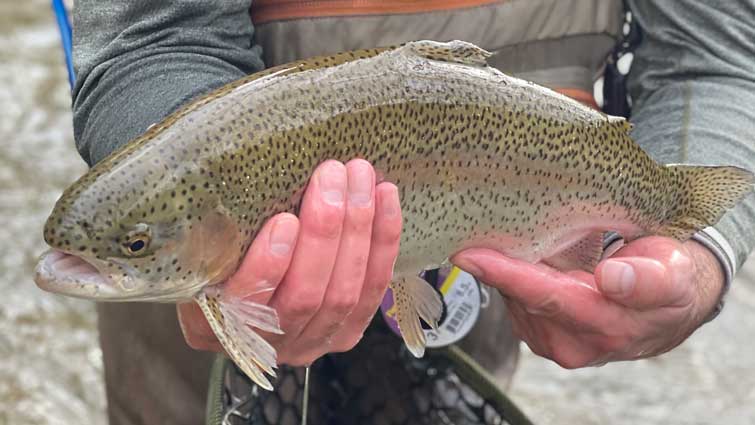 Rainbow trout in mans hands in Georgia river