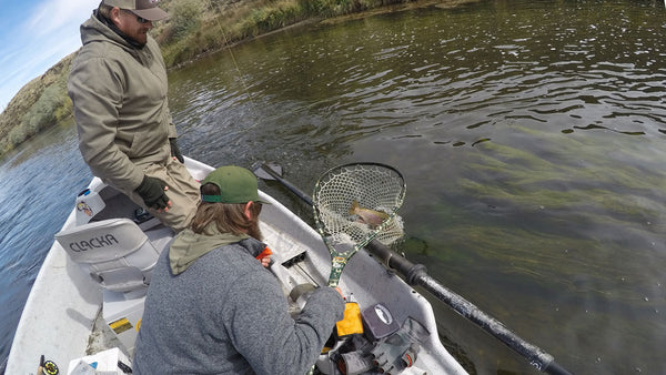 Rainbow Trout on Boat