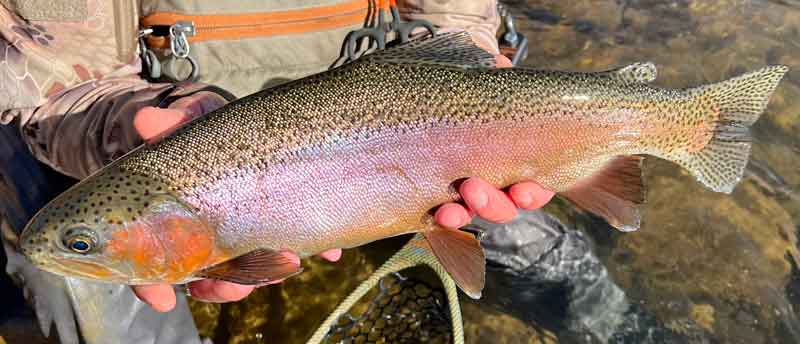 Large Rainbow Trout caught Fly Fishing
