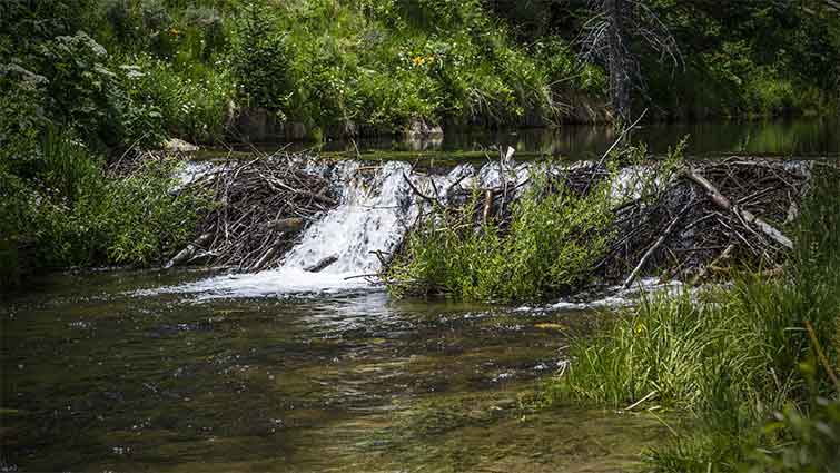 Right Fork Huntington Creek Utah Fly Fishing