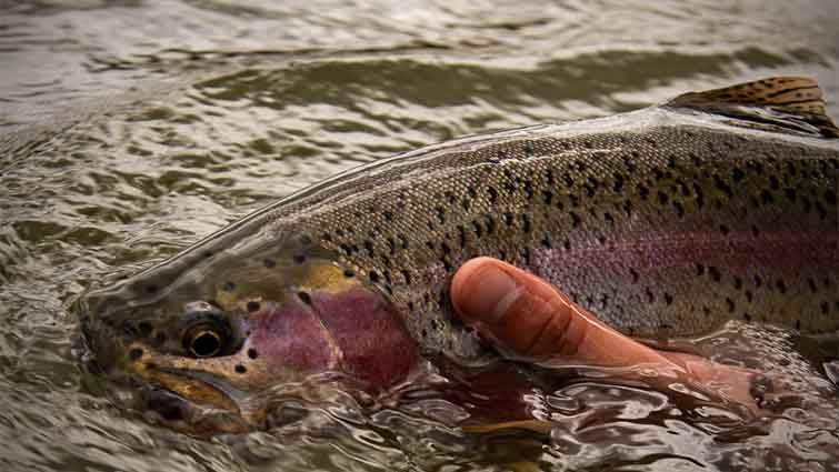 Rocky Ford Creek Washington Fly Fishing