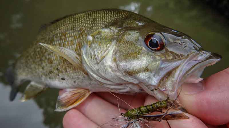 Small mouth bass caught on hopper pattern