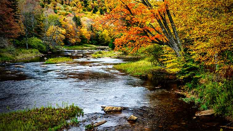 Shaver's Fork of the Cheat River West Virginia Fly Fishing